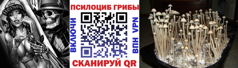 закладка  Грозный  Псилоцибиновые грибы GOLDEN TEACHER 